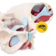 4Fizjo Female Pelvis with Muscles and Organs Anatomical Model 1:1
