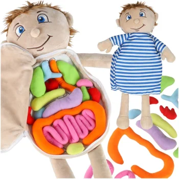 Educational Anatomy Doll Boy STEM