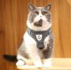 Pressure-Free Harness with Leash for Cats and Small Dogs, Size M, Grey