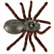 Nuotoliniu būdu valdomas tarantulas, RC voras, rudas