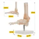 4FIZJO 1:1 čiurnos sąnario anatomis modelis su raiščiais