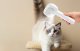 Steam Pet Grooming Brush Rojeco RZSTX-02 IPX7 White