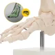 4Fizjo pėdos ir čiurnos sąnario anatominis modelis 1:1, baltas