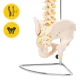 4Fizjo 1071 Human Spine with Pelvis Anatomical Model 1:1
