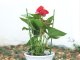 Round Ring Plant and Flower Support, 60 cm, Green