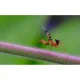 Makro objektyvas Laowa CA-Dreamer 100 mm f/2.8 Macro 2:1 Canon EF jungčiai