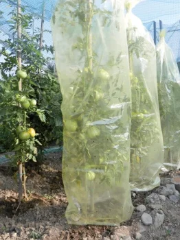Rankovinė plėvelė pomidorams MR. TOMATO, 0,6 x 10 m, geltona