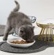 Purlov 00024088 Double Pet Bowl Mat, Grey