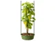 DIVODV Triangular Plant Support, 90 cm, Green