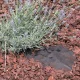 Neaustinė mulčiavimo geotekstilė TENAX FULL COVER 0.9x5 m, 100 g/m², juoda