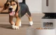 Smart Pet Feeder Petlibro Granary WiFi 5L White