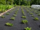 DIVODV Agrodanga nuo piktžolių 50g/m² 1.5m x 50m, Juoda