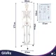 Žmogaus skeleto anatominis modelis Glimz, 170 cm, 1:1 mastelis, su stovu