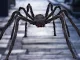 Didysis Helovino dekoratyvinis voras Tarantulas XXL, juodas