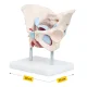 4Fizjo Female Pelvis with Muscles and Organs Anatomical Model 1:1