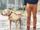 Šviečiantis LED pakabukas šuns ir katės antkakliui, oranžinis