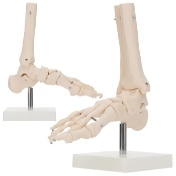 4Fizjo pėdos ir čiurnos sąnario anatominis modelis 1:1, baltas