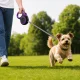 Automatinis šuns pavadėlis su fiksatoriumi, 5 m (iki 15 kg), violetinis