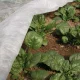 Agrodanga ORTOCLIMA PLUS 30 g/m², 2,40 x 10 m, balta