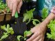 Garden Spade For Planting Transplanting Plants 32 cm