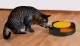 Purlov Cat Toy - Circle with Mouse and Scratching Pad