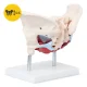 4Fizjo Female Pelvis with Muscles and Organs Anatomical Model 1:1