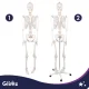 Žmogaus skeleto anatominis modelis Glimz, 170 cm, 1:1 mastelis, su stovu