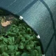 JAMAICA austas šešėliavimo tinklas 90 g/m², 2 x 10 m, žalias