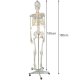 Anatominis žmogaus skeleto modelis Case 105231, 170 cm, su stovu