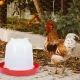 3 l gertuvė vištoms ir naminiams paukščiams