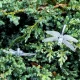 Outdoor Garden Lights \"Dragonfly\" 6.5m 30 LED with Solar Battery, Multicolored
