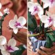 LEGO Creator Expert 10311 Orchid orchidėja