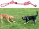 Dog Rope Toy with Loop, 40 cm