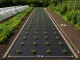 DIVODV Juoda agroplėvelė nuo piktžolių 50g/m², 1.5x30m