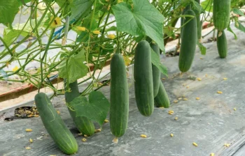 Plėvelė nuo piktžolių agurkams su skylėmis 1 × 5 m, juoda
