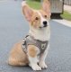 Pressure-Free Harness with Leash for Cats and Small Dogs, Size M, Grey