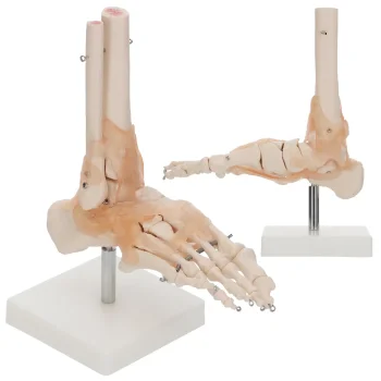 4FIZJO 1:1 čiurnos sąnario anatomis modelis su raiščiais