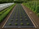 DIVODV Agrodanga nuo piktžolių 50g/m² 1.5m x 50m, Juoda