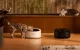 Išmanusis naminių gyvūnų maisto dozatorius Petlibro Polar PL-AF109-31B