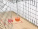 Large Humane Rat Trap XL Live Animal Cage for Rodents and Mice