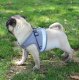 Pressure-Free Harness with Leash for Cats and Small Dogs, Size M, Grey