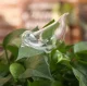 Plant flower irrigator