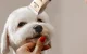 Quiet Pet Clipper Oneisall X2 240 Min Runtime