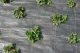 Agrotekstilė PP 100 g/m² 2.1 x 25 m (52.5 m²), juoda