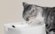 Petlibro Dockstream gertuvė-fontanas augintiniams su belaidžiu siurbliu, 2.5L
