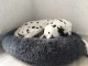 Soft Plush Pet Bed for Dogs and Cats, 80 cm, Dark Grey