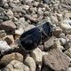 Trizand Polarized Sunglasses with UV 400 Filter (Black/Silver)