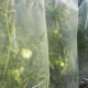 Rankovinė plėvelė pomidorams MR. TOMATO, 0,6 x 10 m, geltona