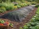 DIVODV Agrodanga nuo piktžolių 50g/m² 1.5m x 50m, Juoda