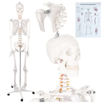 Žmogaus skeleto anatominis modelis Glimz, 170 cm, 1:1 mastelis, su stovu